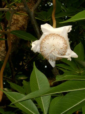 Adansonia digitata L. (flor)  Baobab
